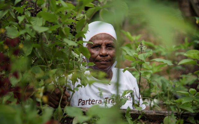 Partera de Buenaventura en su huerta de plantas medicinales