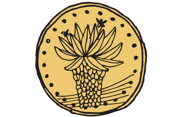 frailejon 640x400.jpg