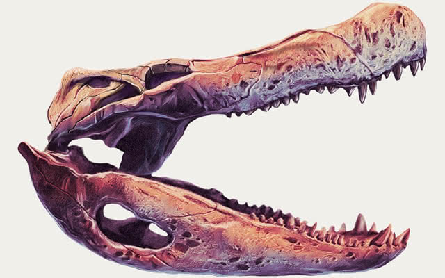 ilustración de fosil de la cabeza  de un dinosaurio