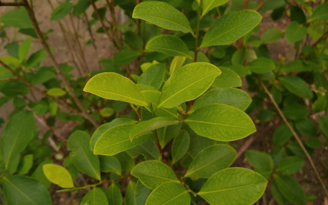 Hoja de coca