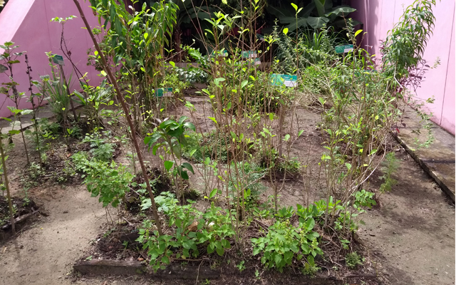 Jardín de plantas medicinales huerta de plantas medicinales