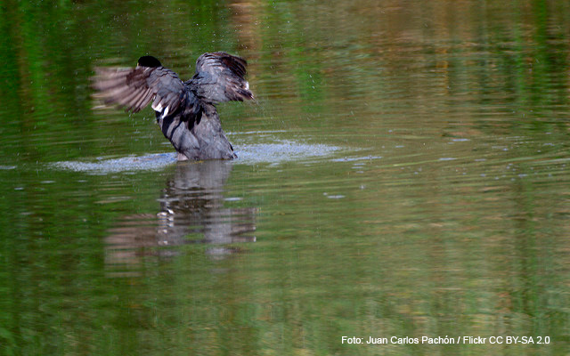 Aves en humedal