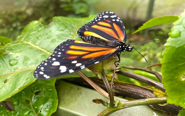 Colombia un paraíso para la Mariposas | La Red Cultural del Banco de la  República