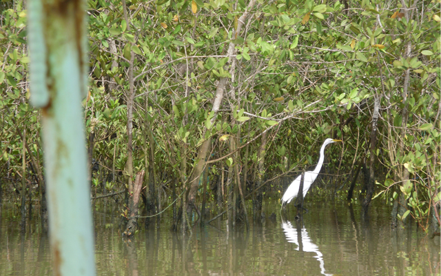 fotografía de garza en medio ambiente
