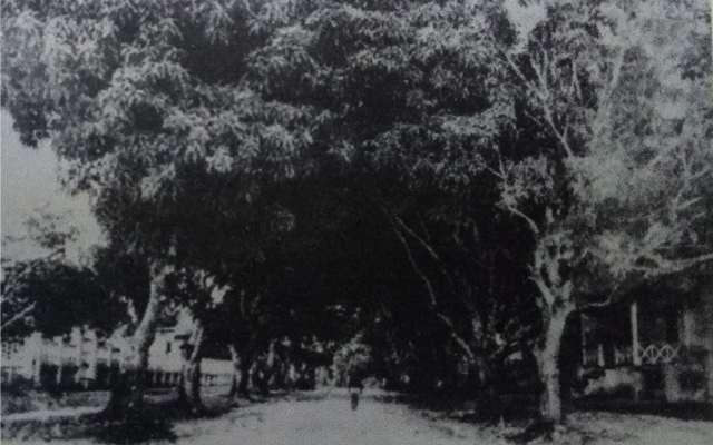 Fotografía mangos frondosos Leticia