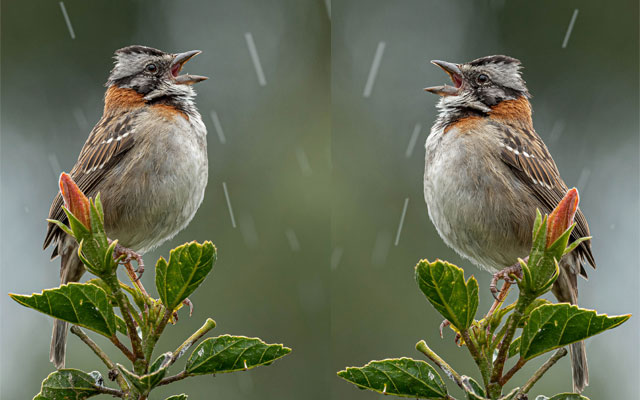 Zonotrichia Capensis, ave del Cañón del Combeima. 