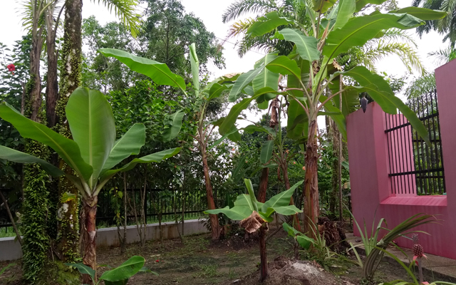 Chagra planta