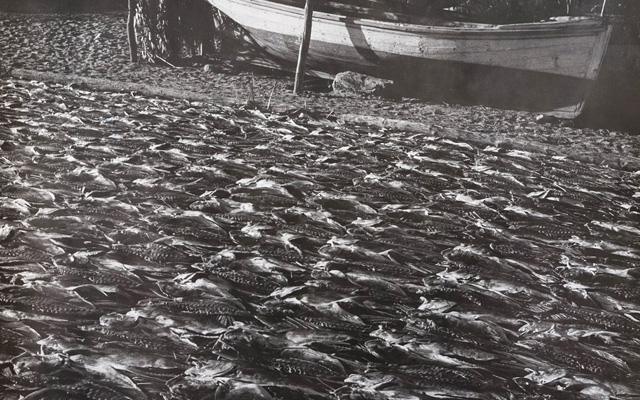 Secando Pescado. Santa Marta. Leo Matiz