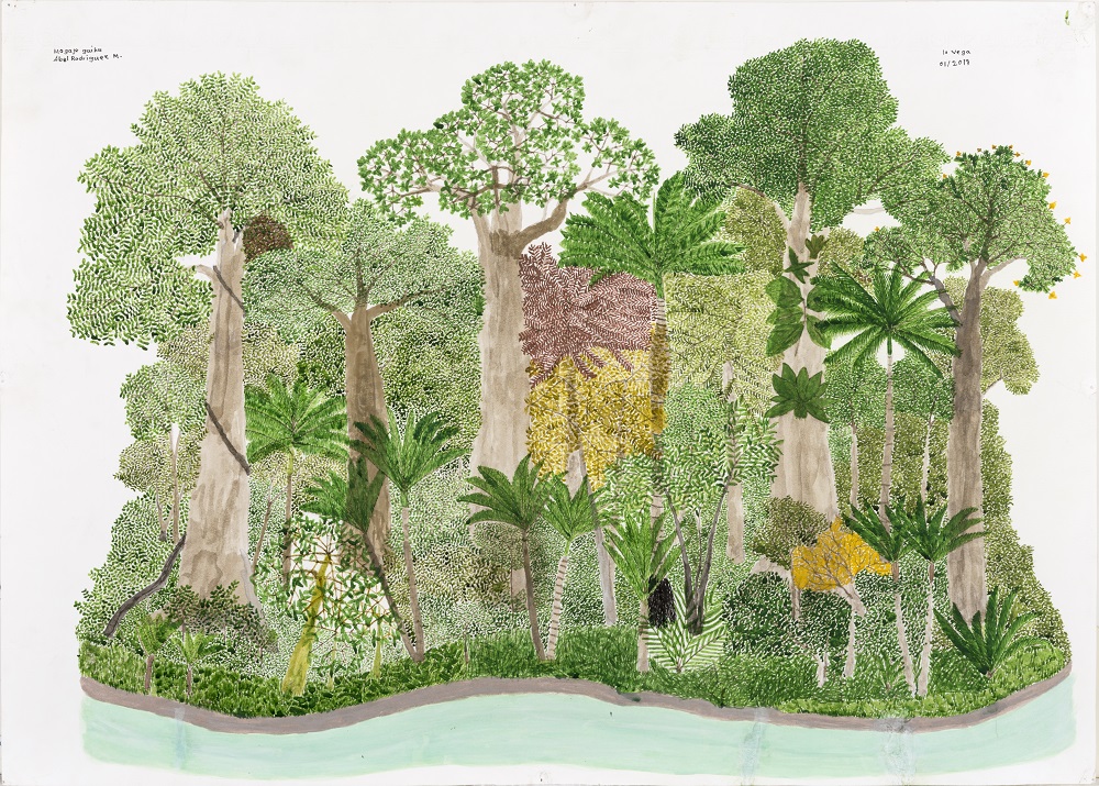 Ciclo Anual del Bosque de Vega - Abel Rodríguez Muinane - Acuarela sobre papel.