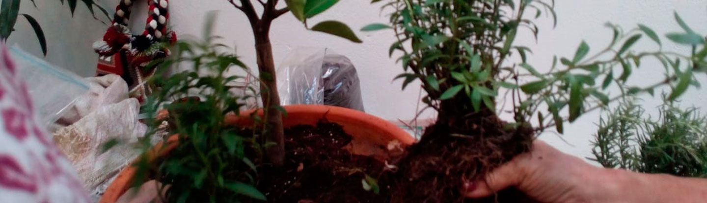 Taller de huertas en Honda