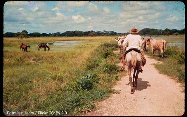 Llanero arriando ganado en los llanos