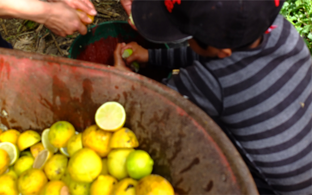 labor de campo con frutas
