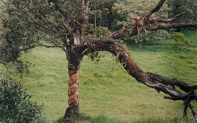 María Elvira Escallón, Nuevas Floras, 2004 AP4142.