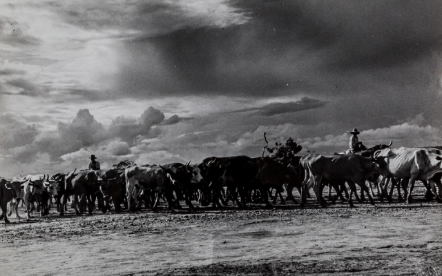 Vaquería en los llanos, Leo Matiz.