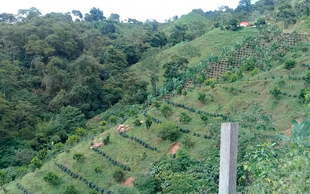Cultivos de café en Palmor