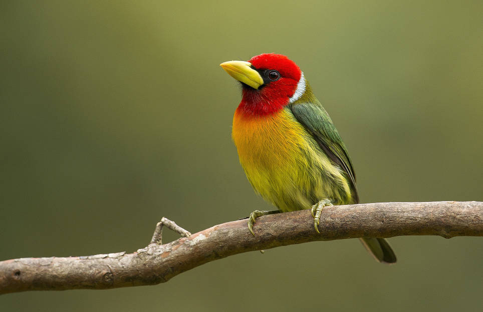 Torito Cabecirrojo (Eubucco bourcierii) sobre una rama. Imagen exclusiva de divulgación, prohibido su uso.