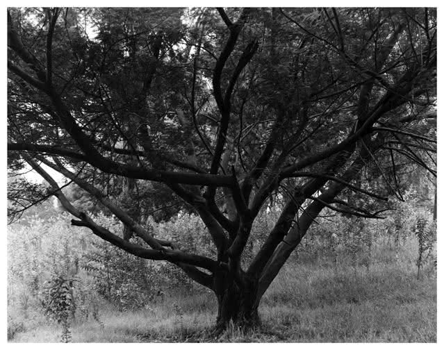 Árbol en bosques del acueducto, calle 26