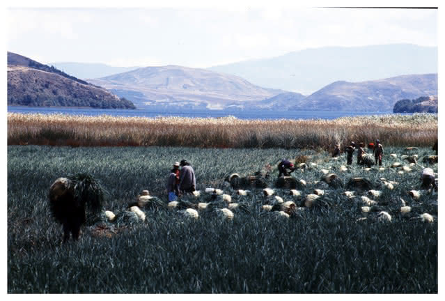 Laguna de Tota, Boyacá