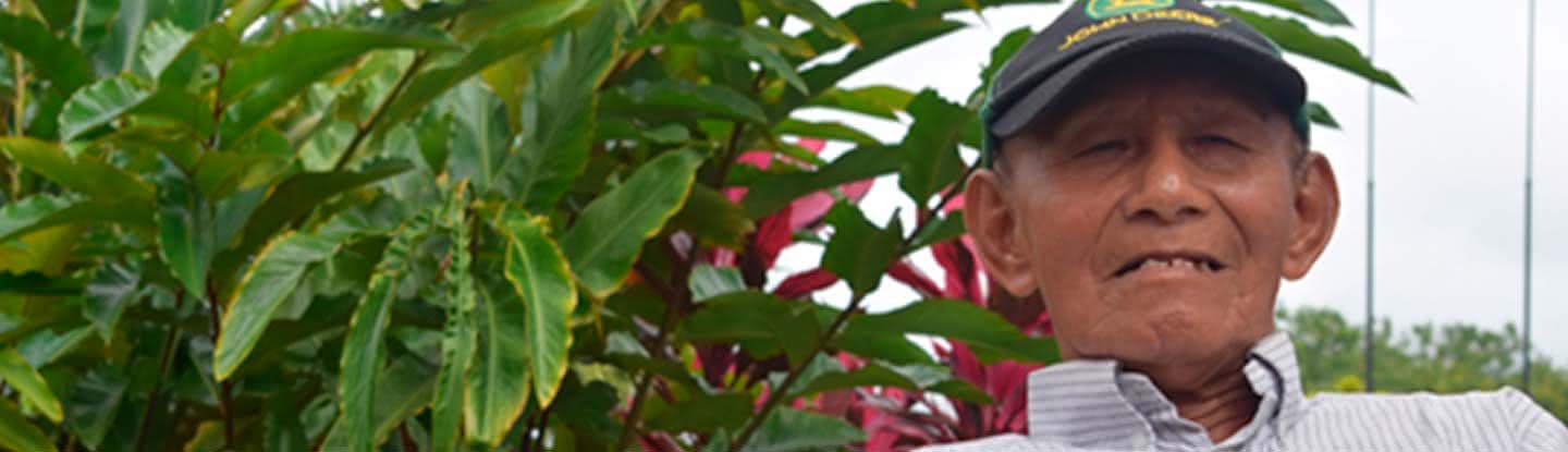 Plantas medicinales en Leticia