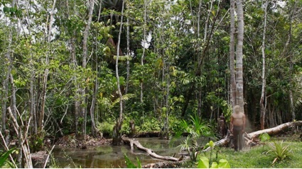 De la serie Biofilia, Amazonas - 2015. Proyección de video a dos canales en loop con sonido. Duración: 17 minutos. Dirección de fotografía: Sergio Orozco.