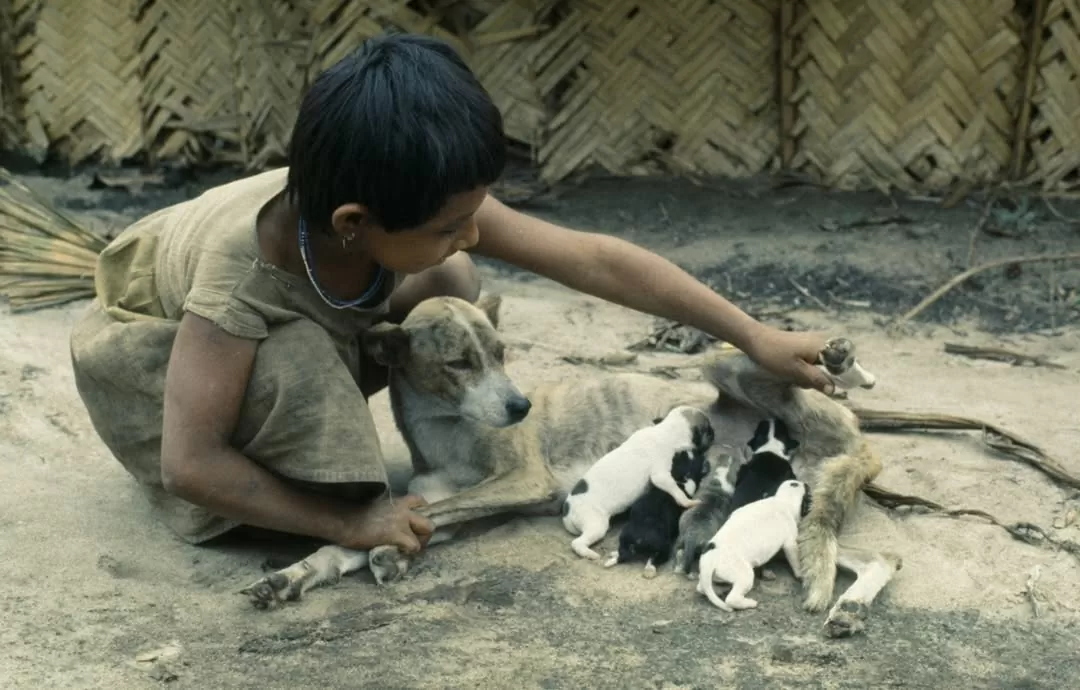 Un niño junto a algunos los cachorros 