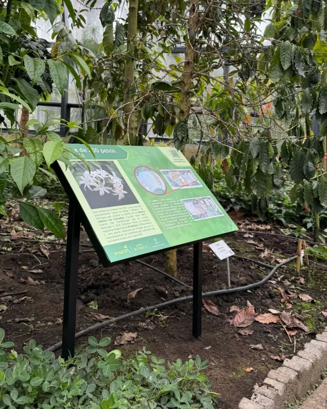 Plantas que valen oro del Museo Casa de Moneda en el Jardín Botánico de Bogotá