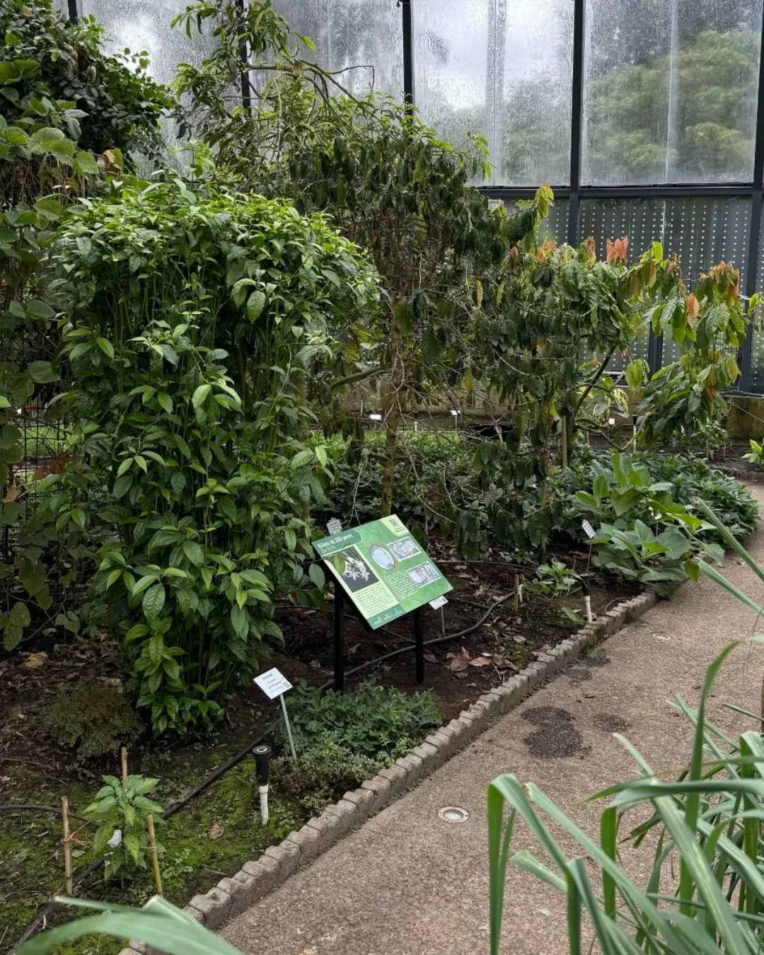 Plantas que valen oro del Museo Casa de Moneda en el Jardín Botánico de Bogotá