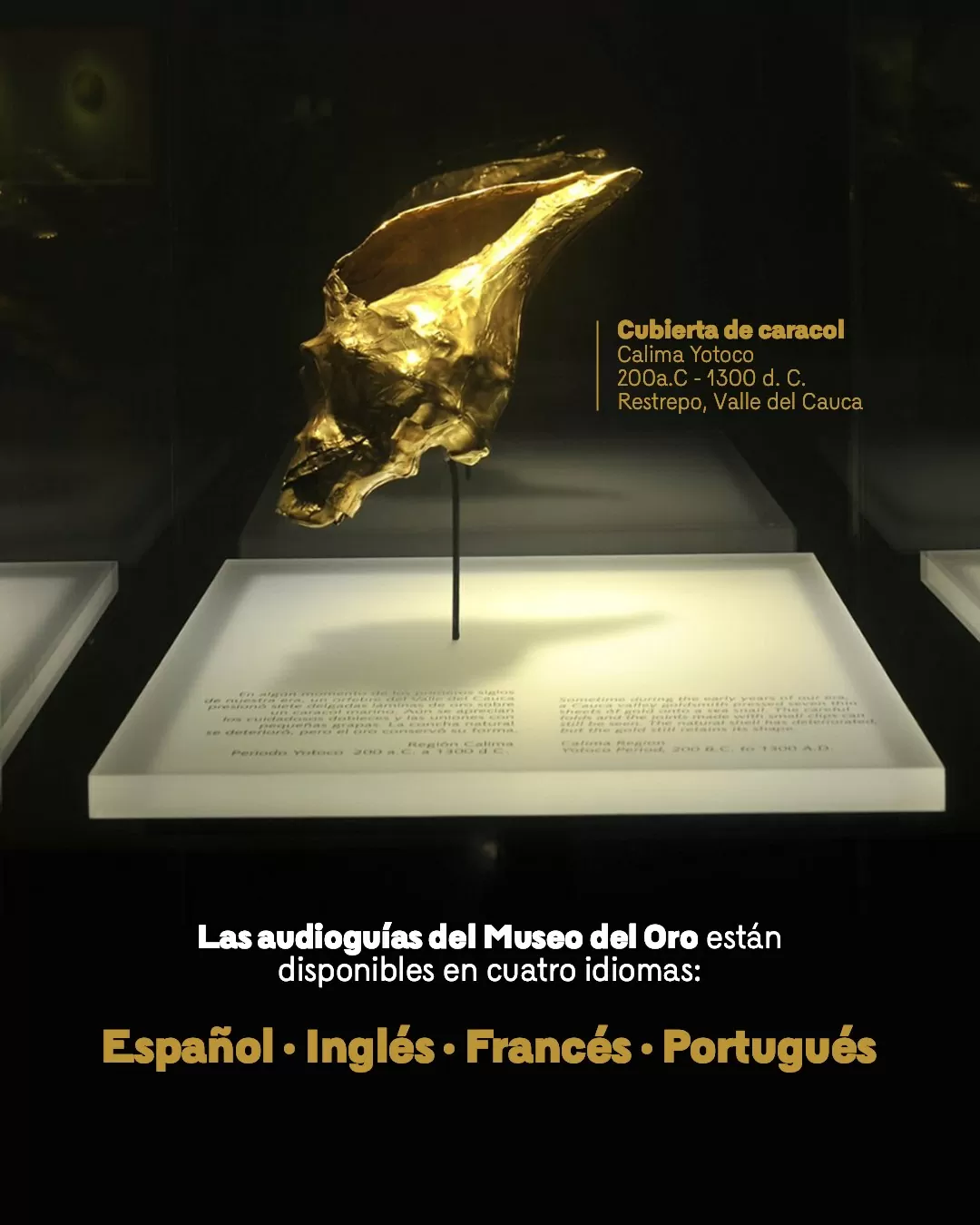 Foto a color, de la pieza Cubierta de caracol, en el Museo del Oro 