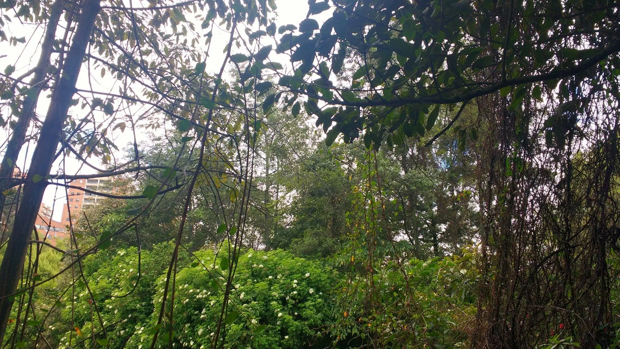 Árboles en el Humedal Córdoba