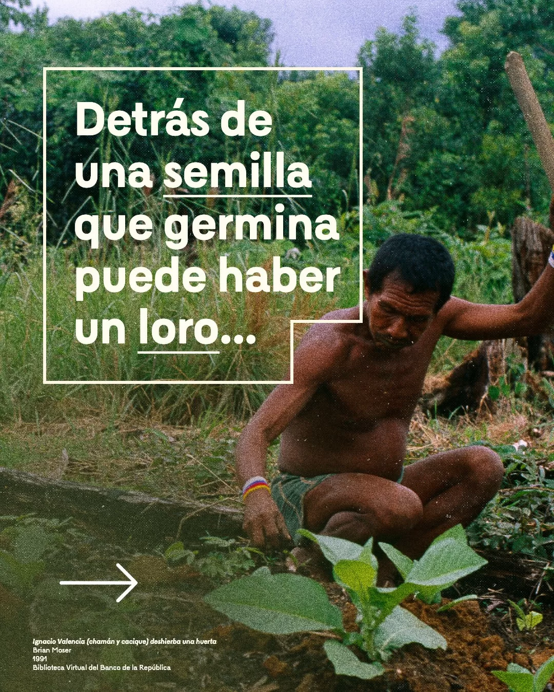 Detrás de una semilla que germina puede haber un loro...