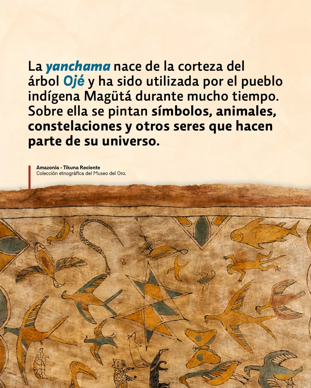 La yanchama nace de la corteza del árbol Ojé y ha sido utilizada por el pueblo indígena Magütá durante mucho tiempo.
