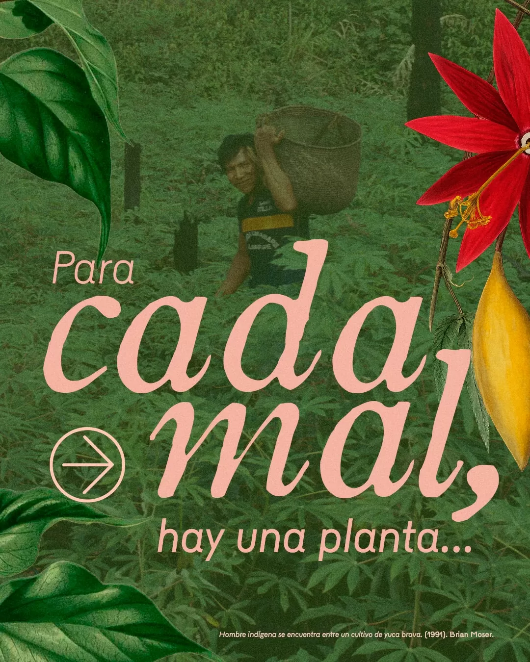 Para cada mal, hay una planta...