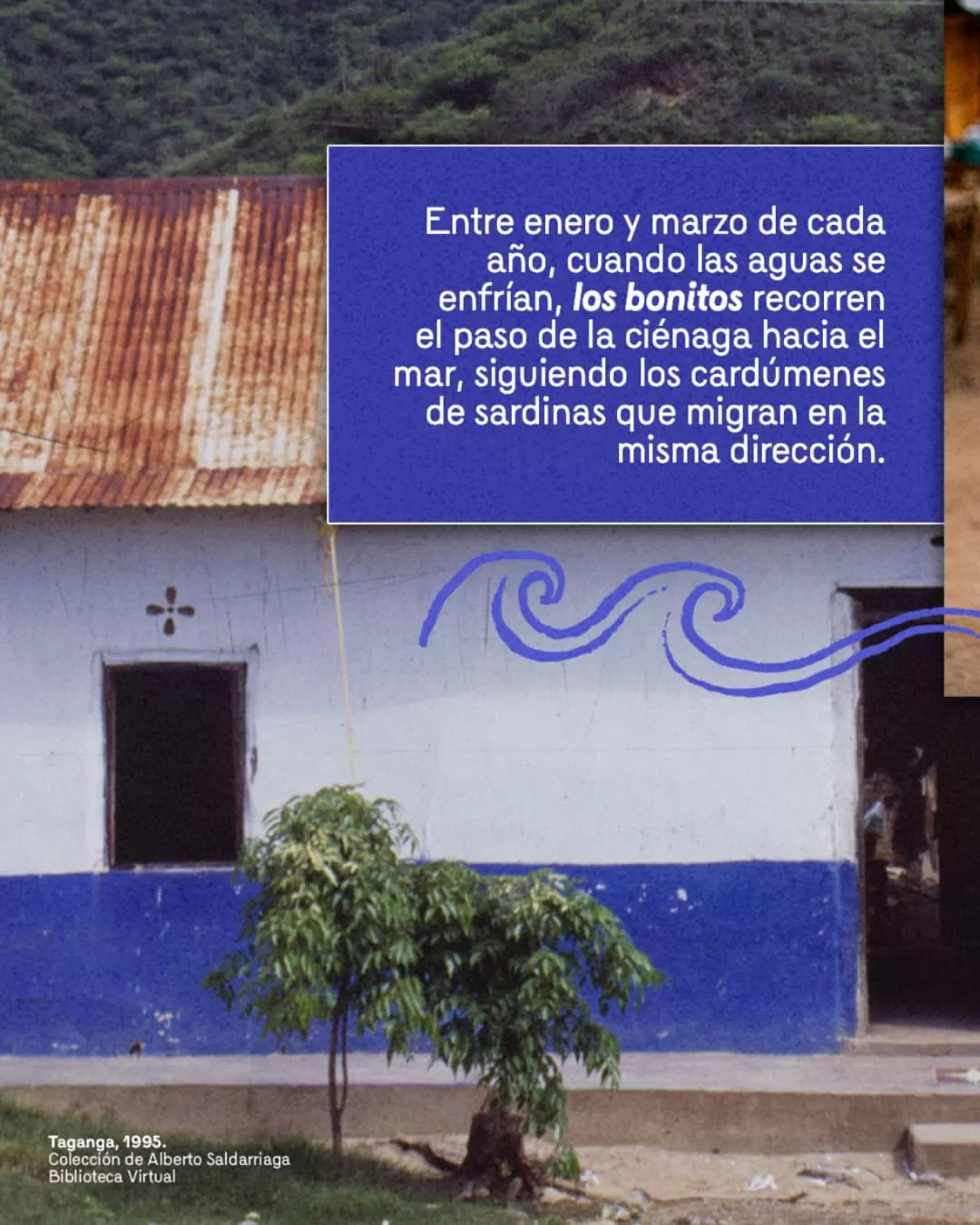 Entre enero y marzo de cada año, cuando las aguas se enfrían, los bonitos recorren el paso de la ciénaga hacia el mar, siguiendo los cardúmenes de sardinas que migran en la misma dirección.