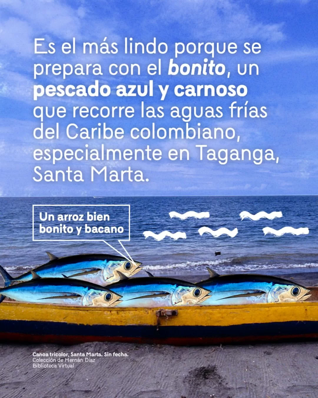 Es el más  lindo porque se prepara con el bonito, un pescado azul y carnoso que recorre lasa aguas frías del Caribe Colombiano, especialmente en Taganga y Santa Marta.