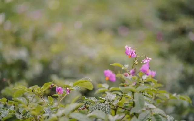 Flor de la papa. Biomuseo de la papa nativa