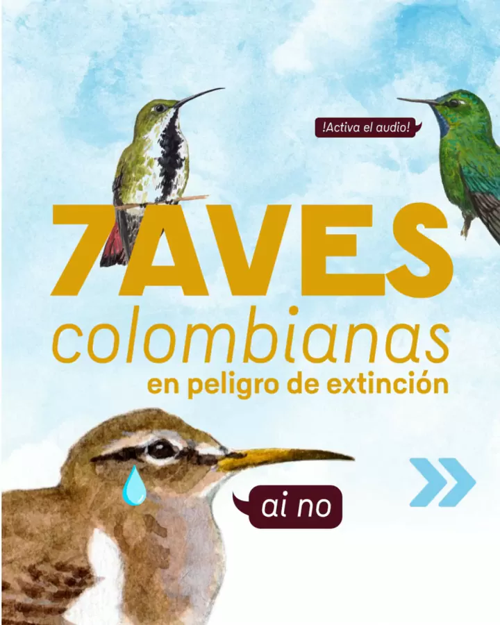 Ilustración de aves colombianas con el texto '7 aves colombianas en peligro de extinción'