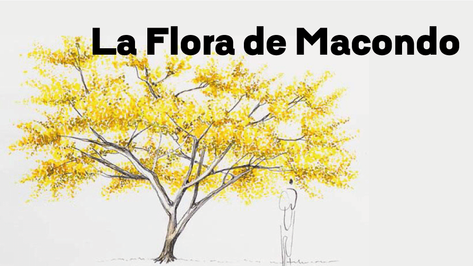 Arbol amarillo de macondo