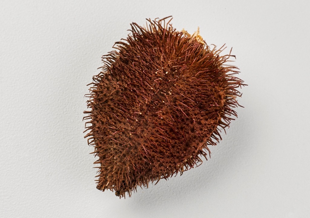 Flor del achiote