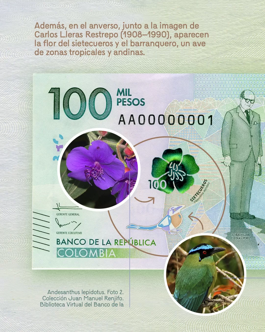 Anverso del billete de 100 mil y el texto: Además, en el anverso, junto a la imagen de Carlos Lleras Restrepo (1908-1990), aparecen la flor del sietecueros y el barranquero, un ave de zonas tropicales y andinas 