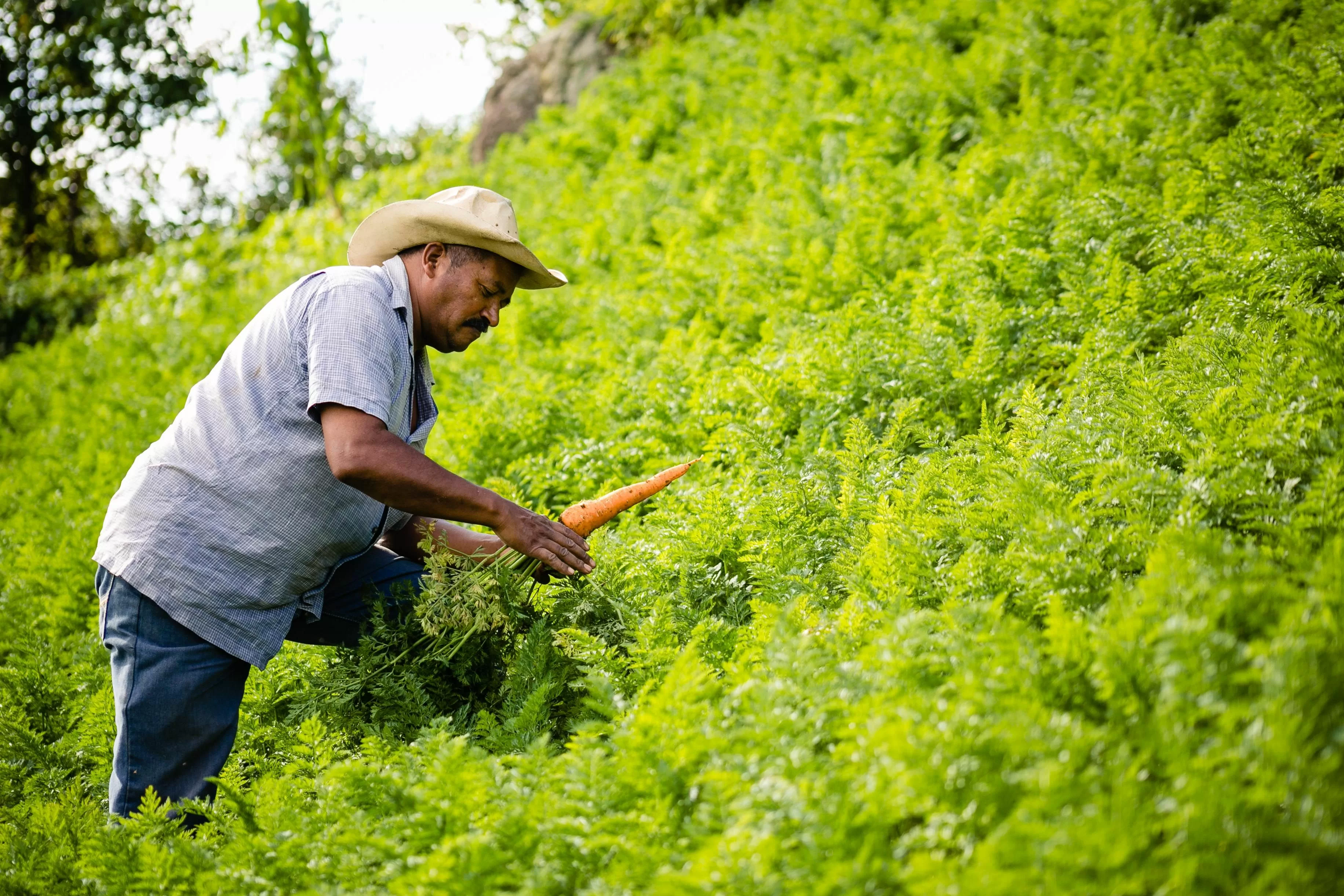 Agricultura del Caribe