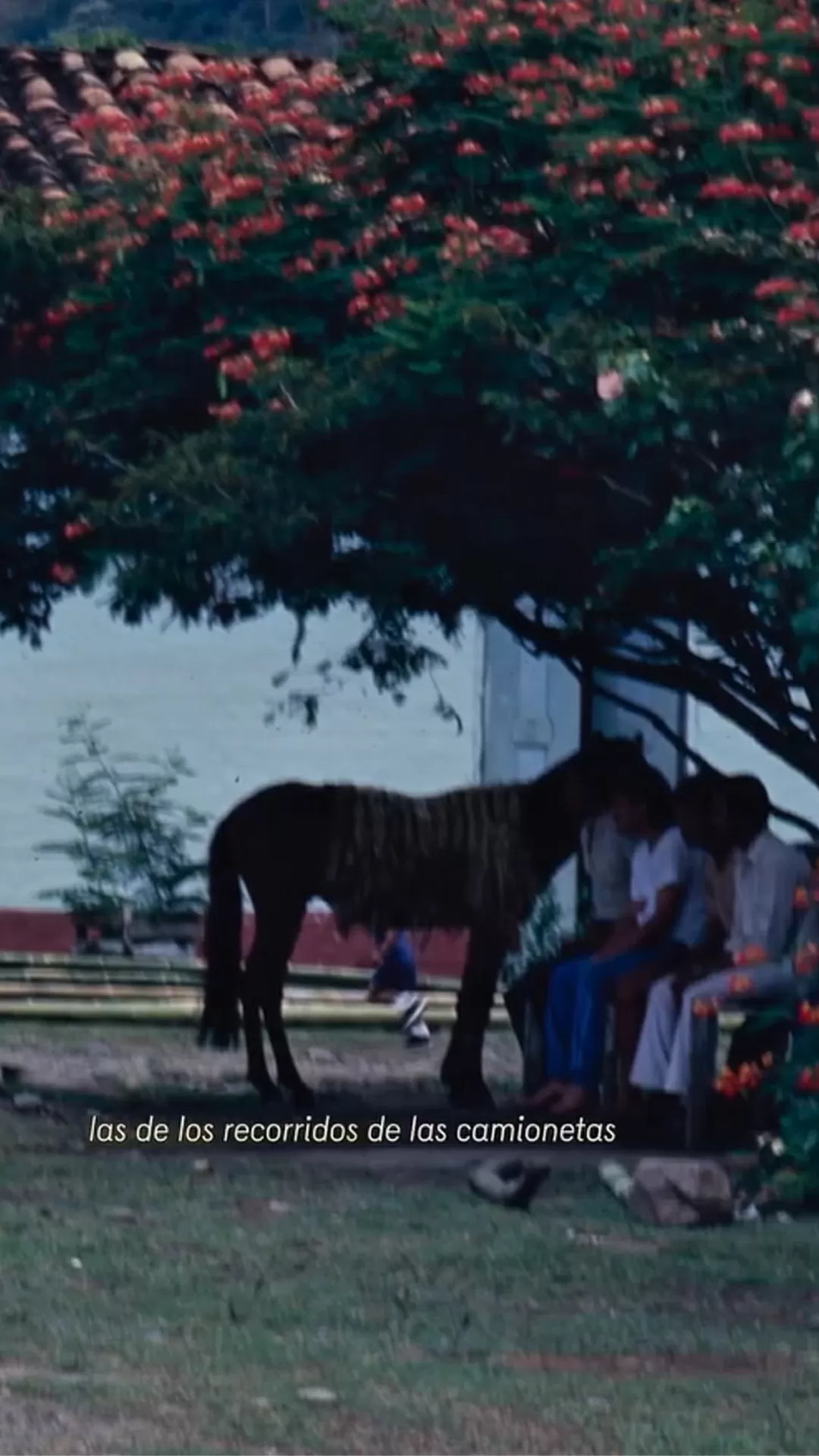 Foto de un caballo de pie junto a un grupo de personas sentadas en un banco, bajo un árbol