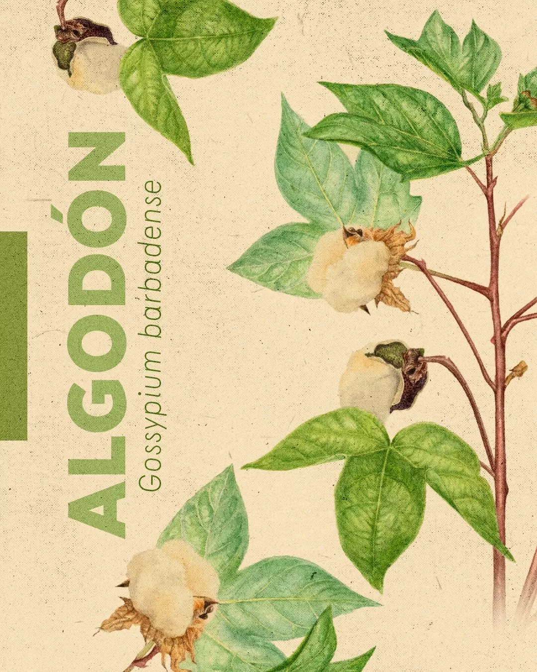 Ilustración de algodón y el texto: Algodón, Gossypium barbadense