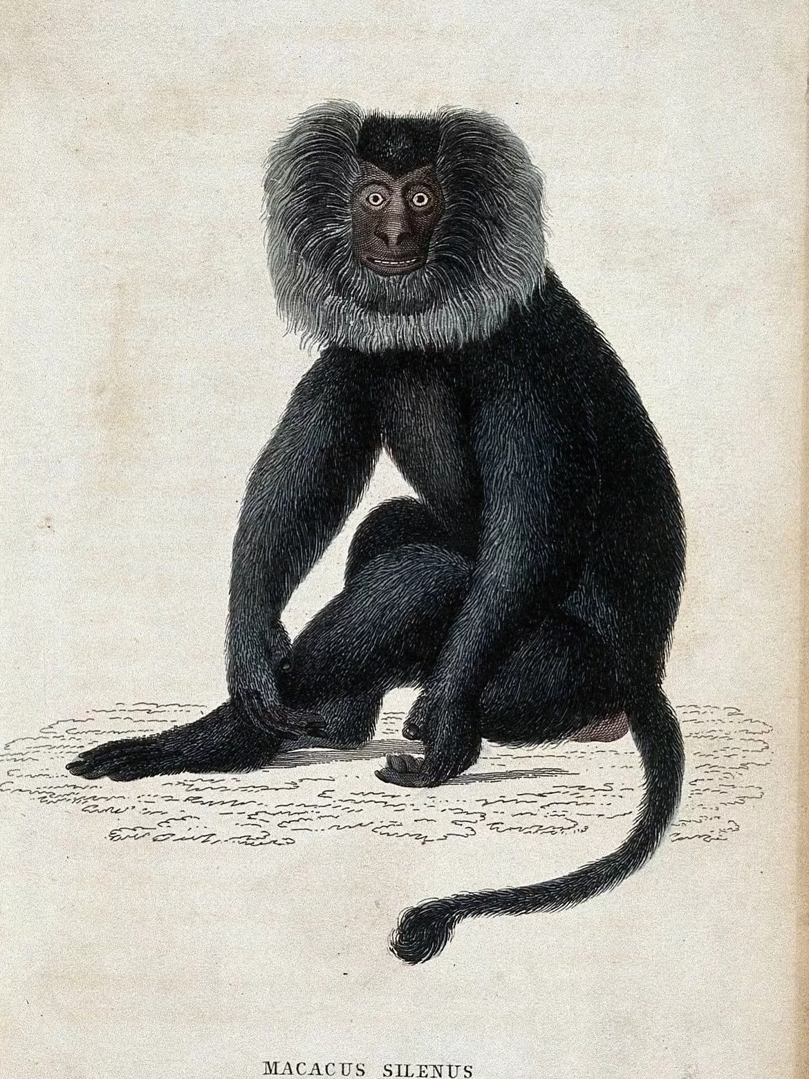 Un mono macaco del género Macacus silenus sentado en el suelo. Grabado a color. Lizars, W. H. (William Home), 1788-1859. 