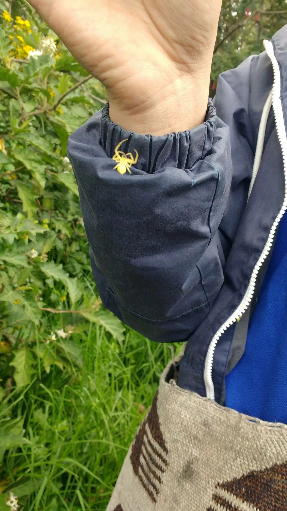 Araña en el Humedal Córdoba