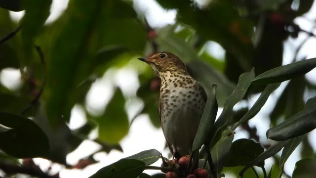 Ave Migratoria Boreal Catharus Ustulatus. Foto: Andres Jose Vivas Segura