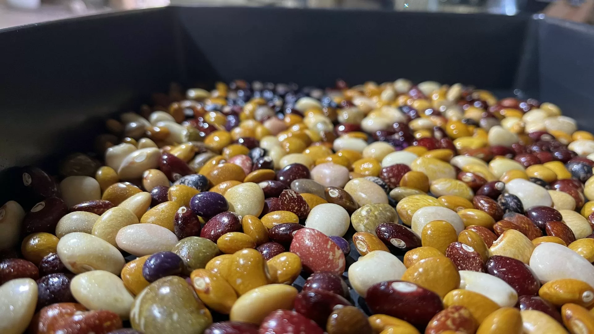 Fotografía donde se ven varios granos 