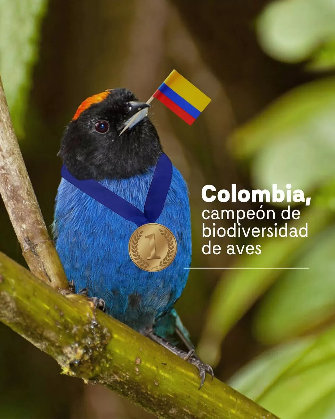 Musguerito Paramuno (Iridosornis rufivertex)