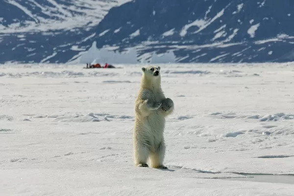 Oso polar Oso polar en dos patas