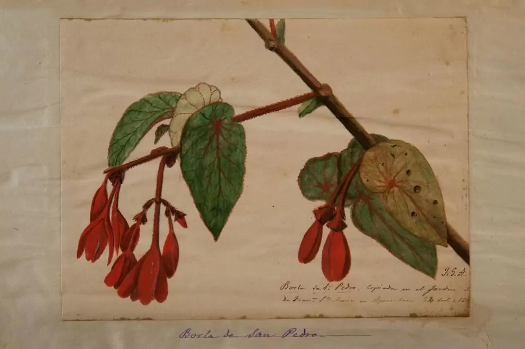 Ilustración de Borla de San Pedro