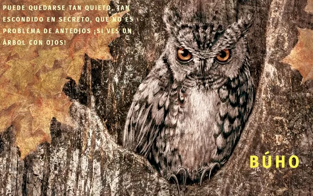 Búho imagen del libro
